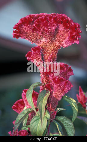 GROS PLAN DE CELOSIA ARGENTEA VAR. FLEUR DE CRISTATA ET FEUILLAGE. AUSSI CONNU SOUS LE NOM DE CELOSIA BRAIN, CELOSIA CRETED OU WOOLFLOWER. AUSTRALIE. Banque D'Images