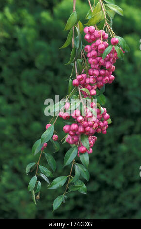 Syzygium smithii (anciennement Acmena smithii) Lilly pilly est une floraison d'été-hiver, arbre à feuilles persistantes à fructification, appartenant à la famille Banque D'Images