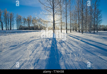 De longues ombres d'arbres sur la neige, Parc provincial de Birds Hill en hiver ; Manitoba, Canada Banque D'Images