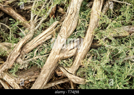 Les racines des arbres dans la forêt de conifères Banque D'Images
