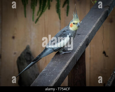 Portrait de perroquet gris avec la tête jaune, photo naturaliste d'oiseaux tropicaux Banque D'Images