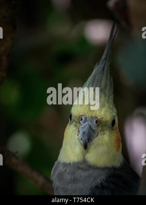 Portrait de perroquet gris avec la tête jaune, photo naturaliste d'oiseaux tropicaux Banque D'Images