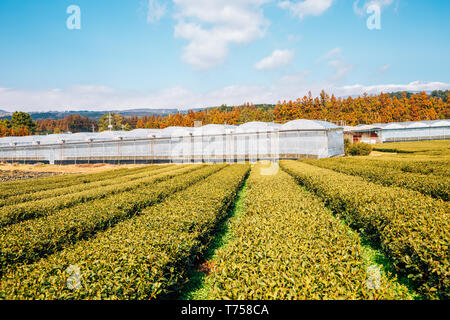 Champ de thé vert dans l'île de Jéju, en Corée Banque D'Images