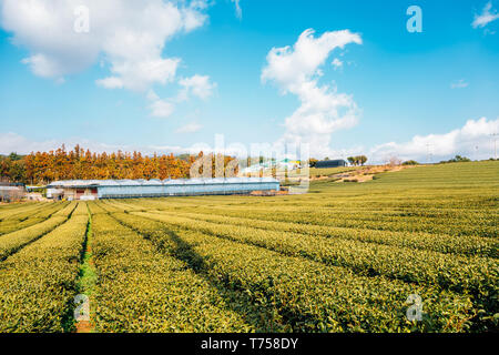 Champ de thé vert dans l'île de Jéju, en Corée Banque D'Images