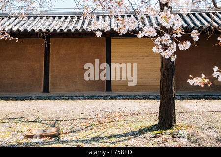 Mur traditionnel et cerisiers en fleurs au temple Tō-ji à Kyoto, Japon Banque D'Images