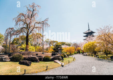 Temple tō-ji et au printemps les cerisiers en fleurs à Kyoto, Japon Banque D'Images