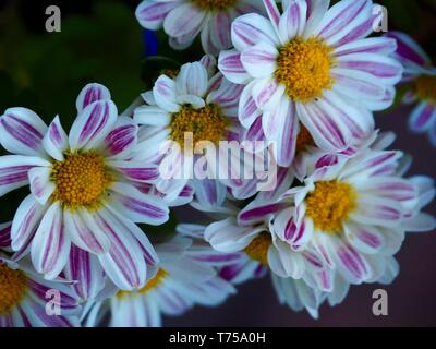 Fleur de pâquerette, blanc et rose fleurs strippy pourpre avec des centres jaunes en pleine floraison dans le jardin, Australie Banque D'Images