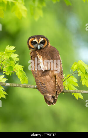 Brown Owl Strix leptogrammica (bois) se trouve dans l'Inde, le Bangladesh et le Sri Lanka, l'est à l'ouest de l'Indonésie, Taïwan et Chine du sud. Banque D'Images