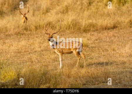 Spotted deer mâle ou chital (Axis axis) stag en Bandhavgarh National Park dans le district Umaria de l'état indien de Madhya Pradesh Banque D'Images