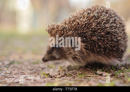 Hérisson d'Europe Erinaceus europaeus, gros plan,. Cute funny animal Banque D'Images