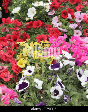 Arrière-plan de nombreuses fleurs appelées pétunias for sale at market Banque D'Images