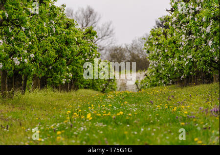 Couverts de fleurs arbres et prairies dans une plantation d'apple Banque D'Images