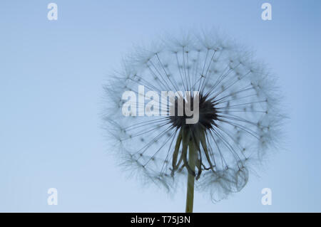 Pissenlit Blanc moelleux sur fond de ciel bleu. Banque D'Images
