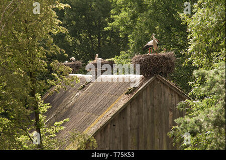 Prairie avec chevaux (Pentowo, Pologne) Banque D'Images