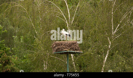 Village stork européenne (Pentowo, Pologne) Banque D'Images