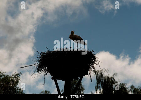 Village stork européenne (Pentowo, Pologne) Banque D'Images