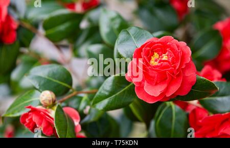 Camellia japonica 'Blood of China' Banque D'Images