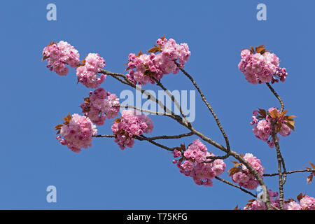 Japanese cherry blossom, Bremerhaven, Brême, Allemagne Banque D'Images