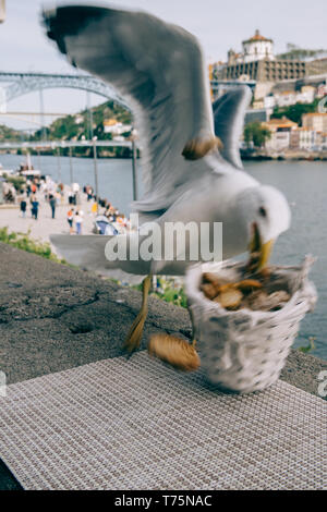 Spontenous coup franc d'une mouette au PCSRA Ribeira, à Porto, Portugal voler à partir d'un panier à pain donnant sur le Pont Dom Luis I sur le fleuve Douro Banque D'Images