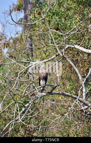 Fish eagle à tête grise, Graukopfseeadler, Ichthyophaga ichthyaetus, parc national de Chitwan, Népal, Site du patrimoine mondial de l'UNESCO Banque D'Images
