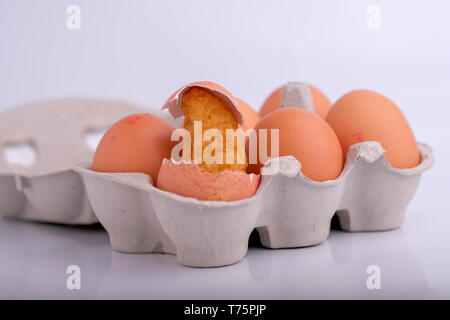 Formes de poulet (poulet) balanciers et coquilles d'œufs l'éclosion, les poussins. par Gavin Crilly, Photographie Banque D'Images