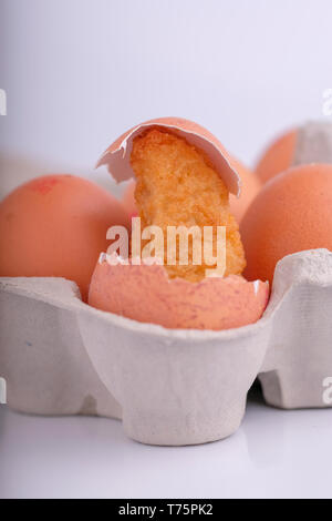 Formes de poulet (poulet) balanciers et coquilles d'œufs l'éclosion, les poussins. par Gavin Crilly, Photographie Banque D'Images