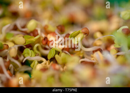 Les germes comestibles en coquilles brun avec des feuilles vertes macro Banque D'Images