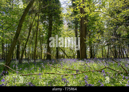 Jacinthe des bois Banque D'Images