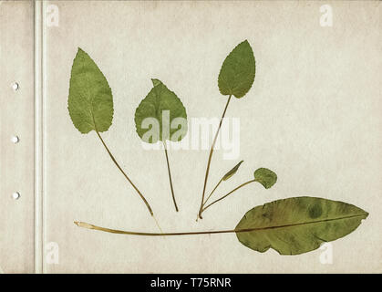 Herbier Vintage background le vieux papier. Composition de feuilles vertes séchées et pressées sur un carton. Image numérisée. Banque D'Images