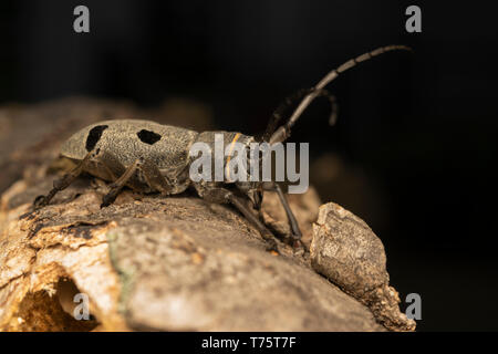 Morimus funereus femme Banque D'Images