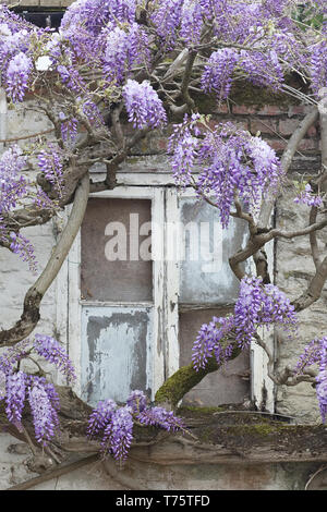 Wisteria cottage sur une escalade dans la campagne anglaise Banque D'Images