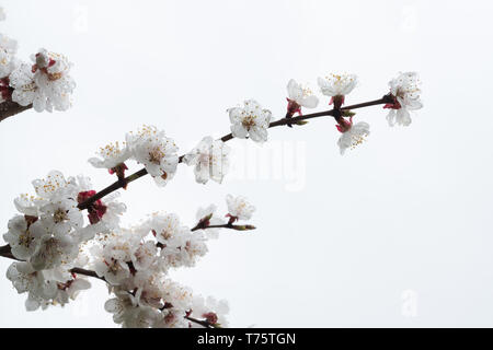 Bouquet de fleurs d'abricotier couvertes de gouttes d'eau après la pluie sur un fond blanc Banque D'Images