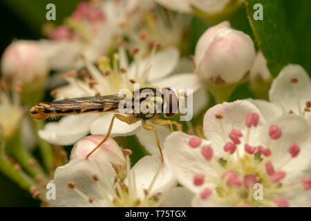 Longtemps Hoverfly (lat. Sphaerophoria scripta) mâle Banque D'Images