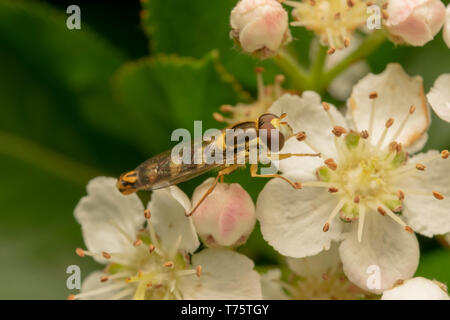 Longtemps Hoverfly (lat. Sphaerophoria scripta) mâle Banque D'Images