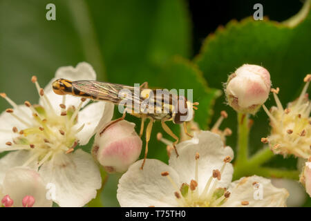 Longtemps Hoverfly (lat. Sphaerophoria scripta) mâle Banque D'Images