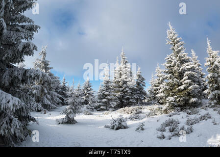 Beskydes, Travny - haute montagne en hiver, Banque D'Images