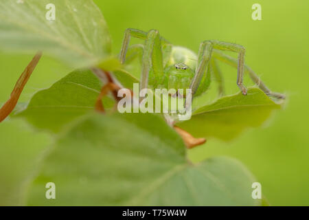 La faune macro photo d'araignée huntsman vert, Micrommata virescens Banque D'Images