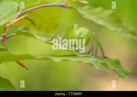 La faune macro photo d'araignée huntsman vert, Micrommata virescens Banque D'Images