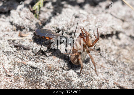 Bandes noires (Anoplius viaticus wasp spider) provisioning son nid s'enfouir dans le sable avec une araignée paralysée, Surrey lande, au Royaume-Uni. Le comportement des insectes. Banque D'Images