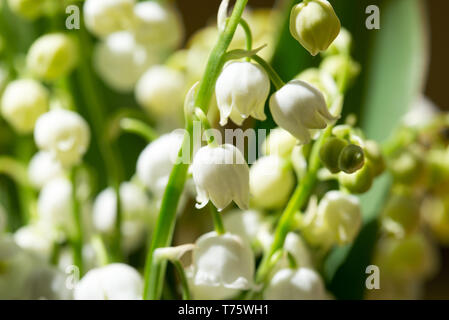 Muguet, Convallaria majalis dans flowersn blanc bouquet selective focus macro Banque D'Images