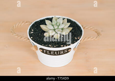 Vue frontale d'une statue de laui plante succulente en détail, vue rapprochée, dans un fond de bois avec un pot blanc et de sable noir. Banque D'Images