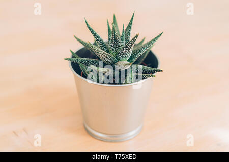 Cactus, plante dans un habortia haut métallique, fond de bois. Style scandinave. Banque D'Images