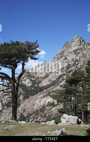 Pin de Corse ancien Col de Bavella Parc Naturel Régional de Corse Corse France Banque D'Images