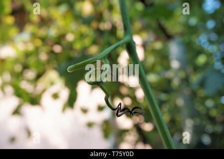 Close-up de vigne croissant avec l'arrière-plan flou dans le vignoble. Banque D'Images