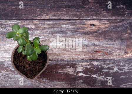 Vue de dessus de la mode verte petite plante succulente de plus en plus nouveau sol sur une table en bois patiné avec fond copyspace. Banque D'Images