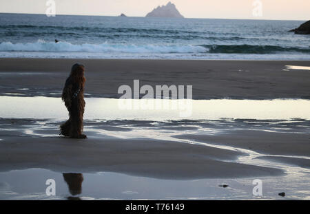 Un fan de Star Wars habillé que Chewbacca sur Saint Finian's Bay, Kerry, surplombant le Skellig Islands, lors de la la 4e Festival à Portmagee, où des scènes de Star Wars ont été filmés. Banque D'Images