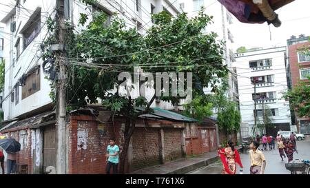 Fruits asiatique rose apple tree Banque D'Images