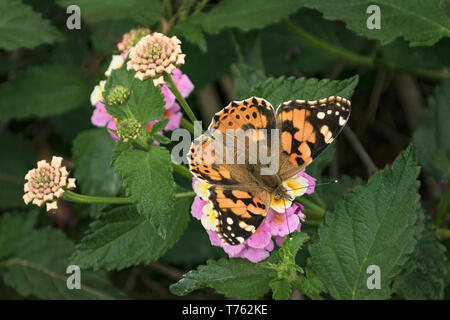 La belle dame orange brillant papillon avec ailes propagation se nourrissant de fleurs lantana sur un jour nuageux Banque D'Images