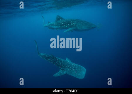 Paire de requins baleine Rhincodon typus ( ) en passant dans le compartiment de Honda, Puerto Princesa, Palawan, aux Philippines. Banque D'Images