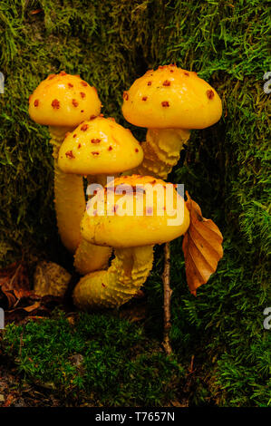 Groupe de petits champignons entouré par moss sont éclat clair en raison de leur surface humide capturé dans une belle macro image avec de riches contrastes Banque D'Images